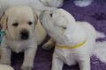 Labrador retriever s rodokmeňom pôvodu