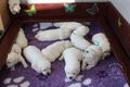 Labrador retriever s rodokmeňom pôvodu