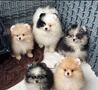 12-týždňové šteniatko pomeraniana – pripravené na Vianoce